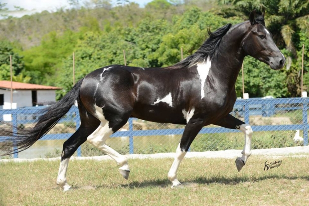 24ª Exposição do Cavalo Mangalarga Marchador é realizada em Lavras ...