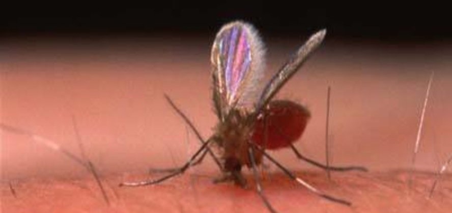 Resultado de imagem para mosquito palha